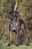 CANE CORSO 1431